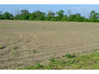 Property photo 31 - LAND AUCTION - 215+/- ACRES OFFERED IN 6 TRACTS IN VAN WERT COUNTY, OHIO